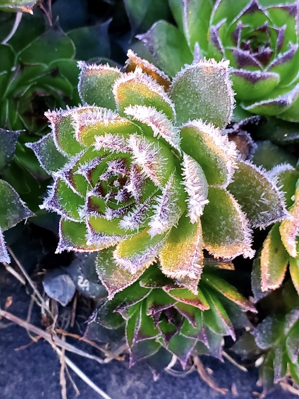 Sempervivum in Snow