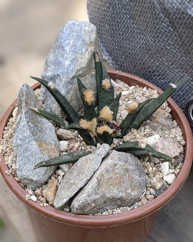 Ariocarpus agavoides