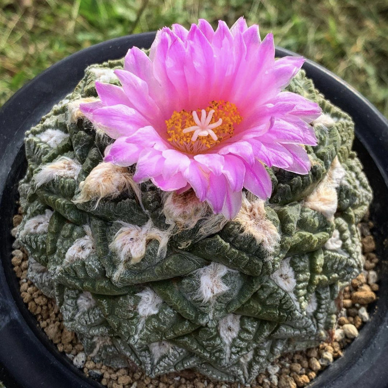 Ariocarpus fissuratus