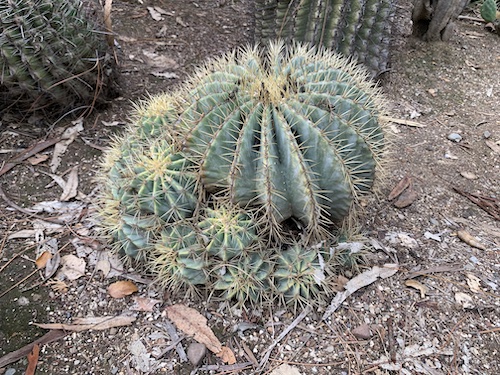 Cacti Inside Arizona Garden