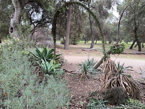 Agaves Inside Arizona Garden