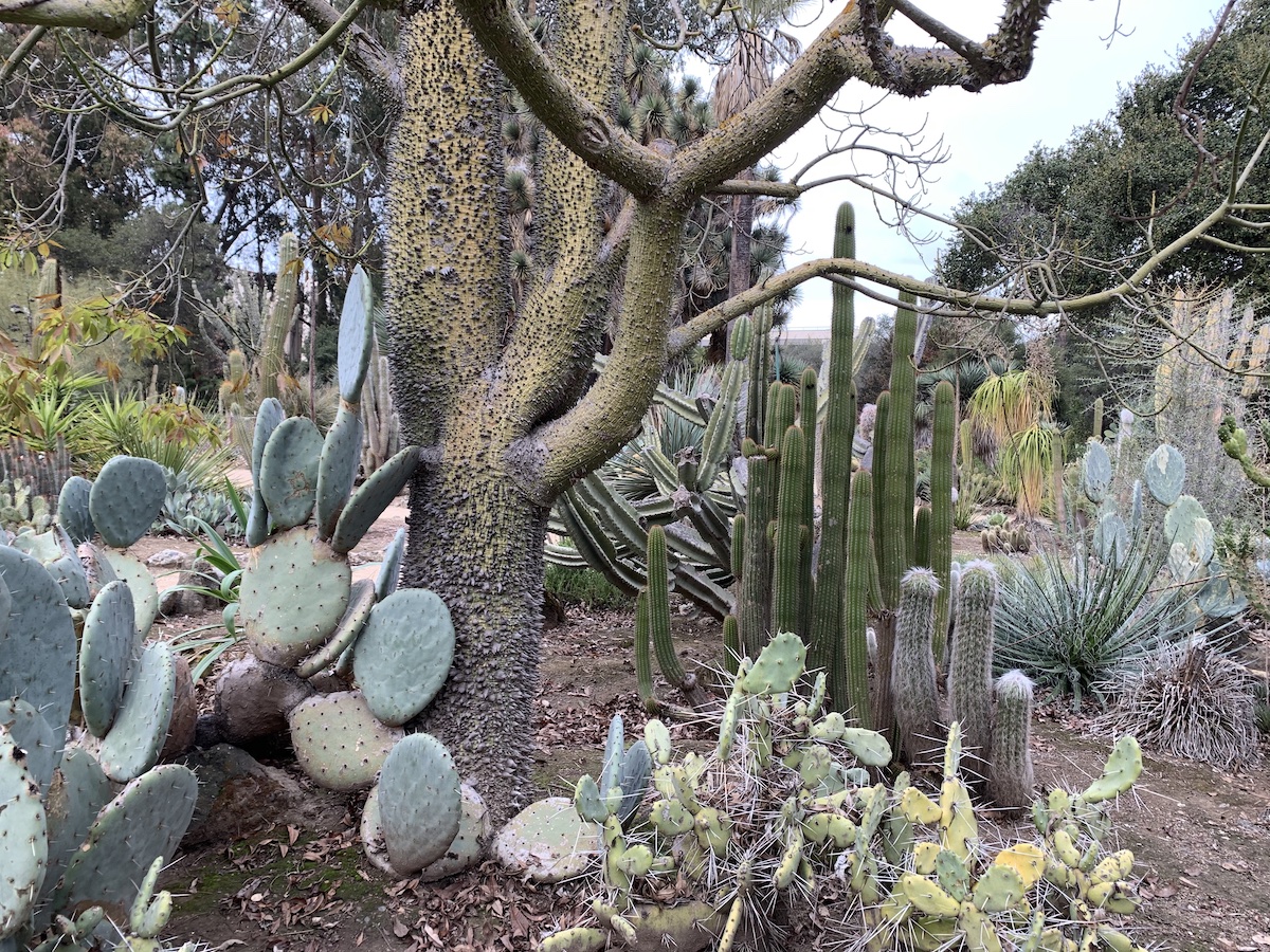 Ethel M Botanical Cactus Garden – Henderson, Nevada - Atlas Obscura