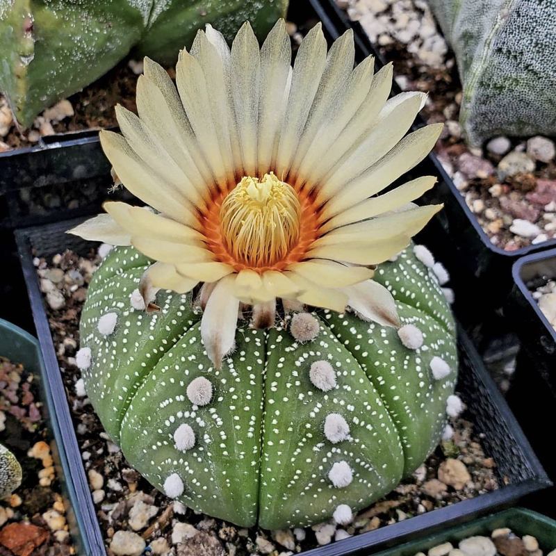 Astrophytum asterias