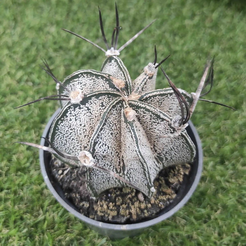 Astrophytum capricorne