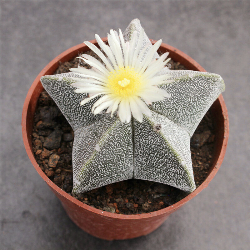 Astrophytum coahuilense