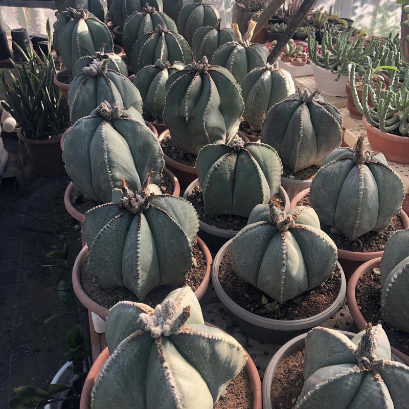 Astrophytum myriostigma