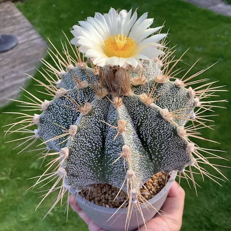 Astrophytum ornatum