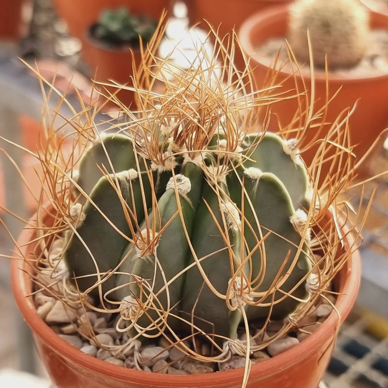 Astrophytum senile