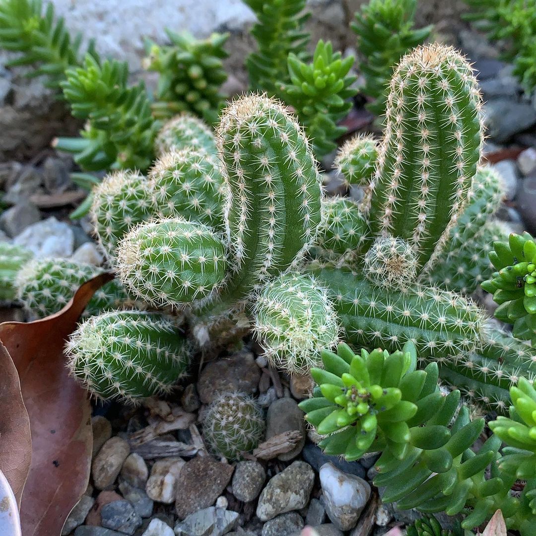 Cacti