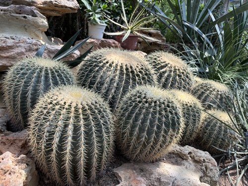 Cactus