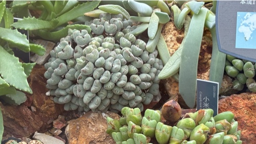 Conophytum