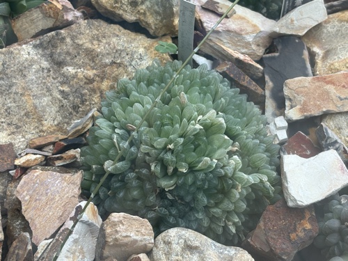 Haworthia