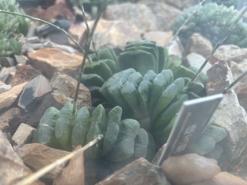 Haworthia