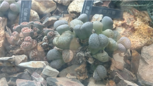 Lithops