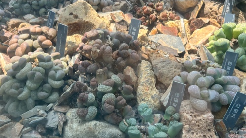 Lithops