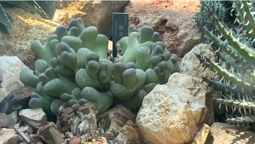 Lithops