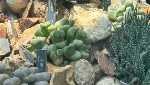 Lithops