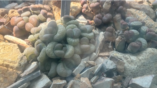 Lithops