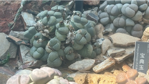 Lithops