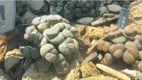 Lithops