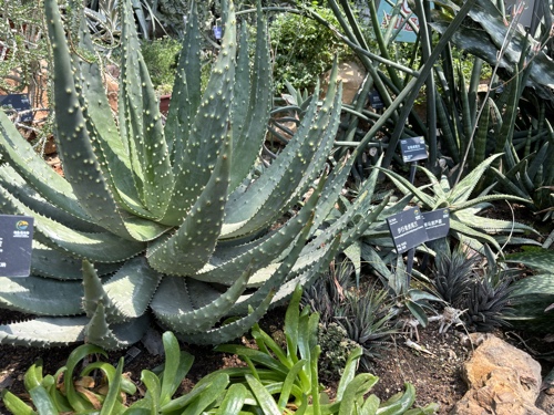 Aloe Vera