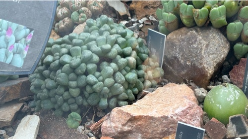 Aloinopsis Schooneesii