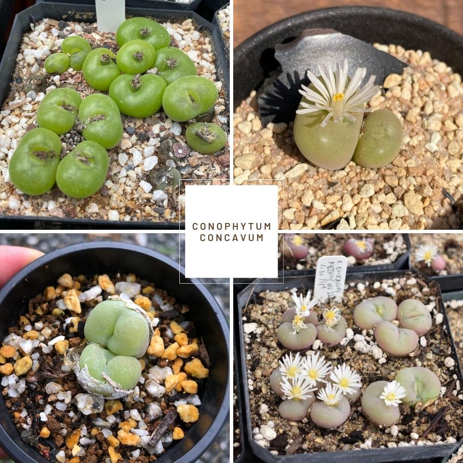 Conophytum concavum