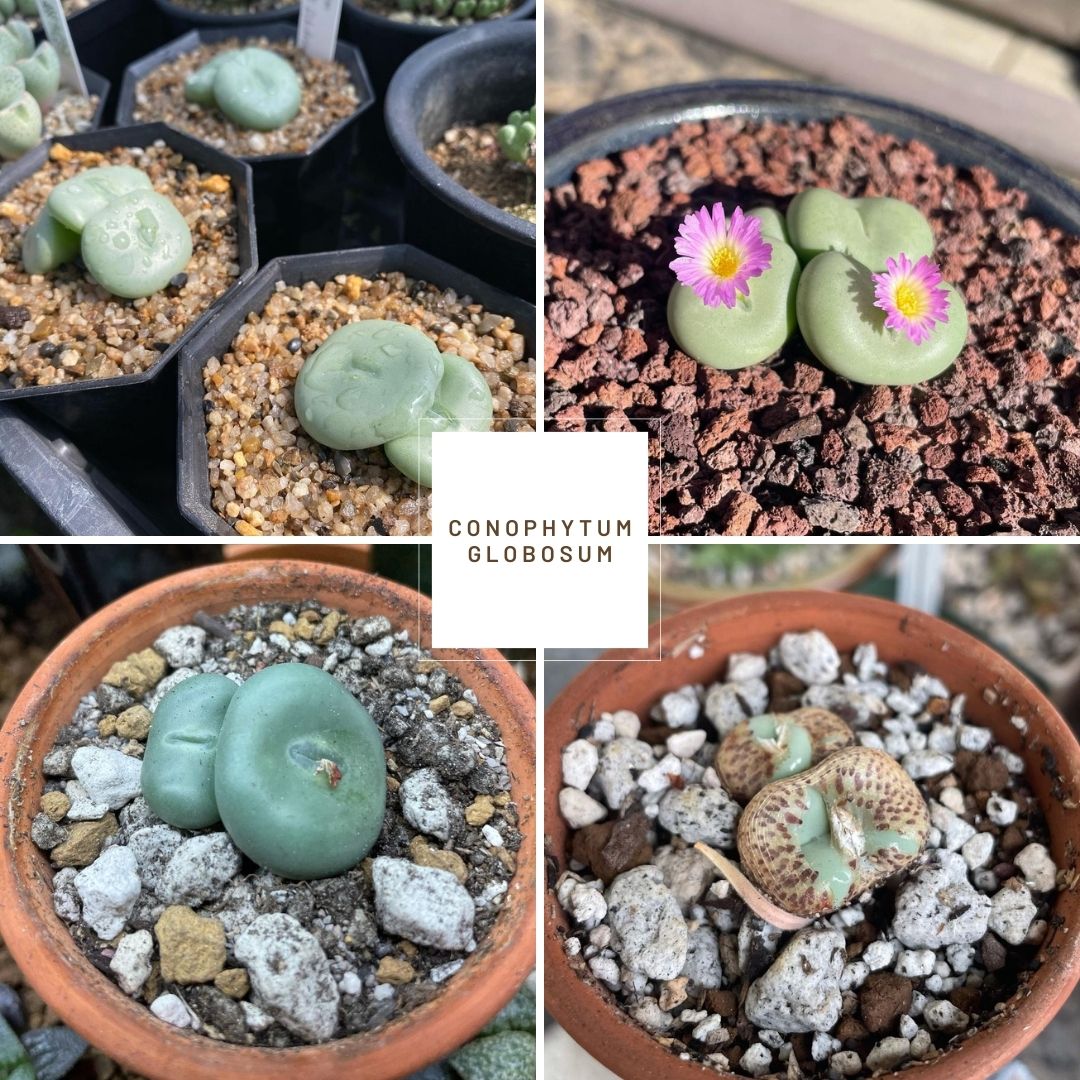 Conophytum globosum