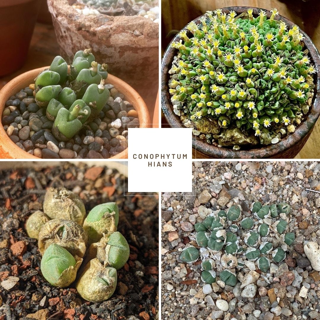 Conophytum hians