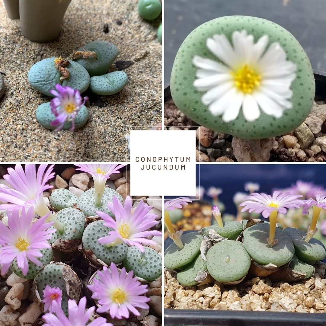 Conophytum jucundum