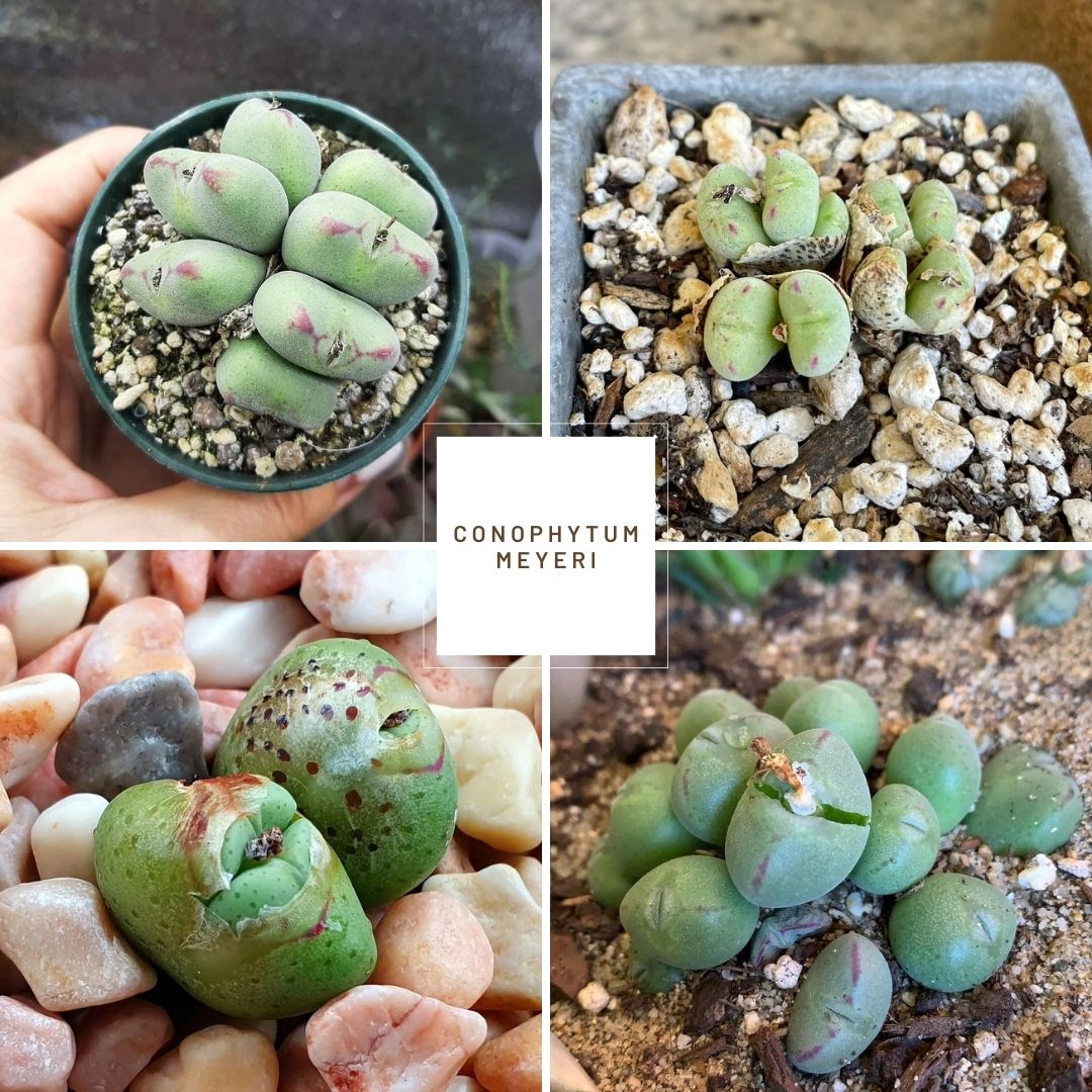 Conophytum meyeri