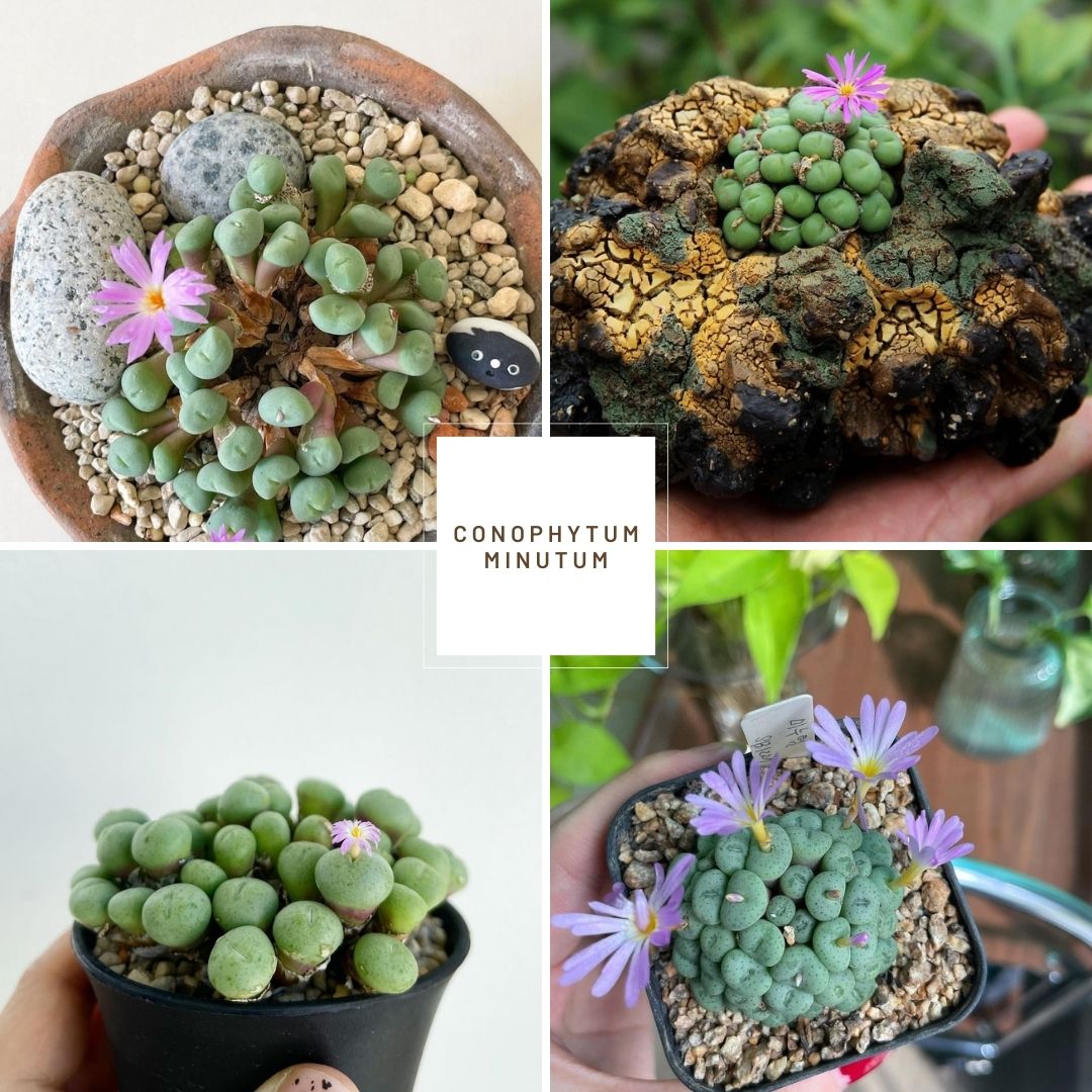 Conophytum minutum