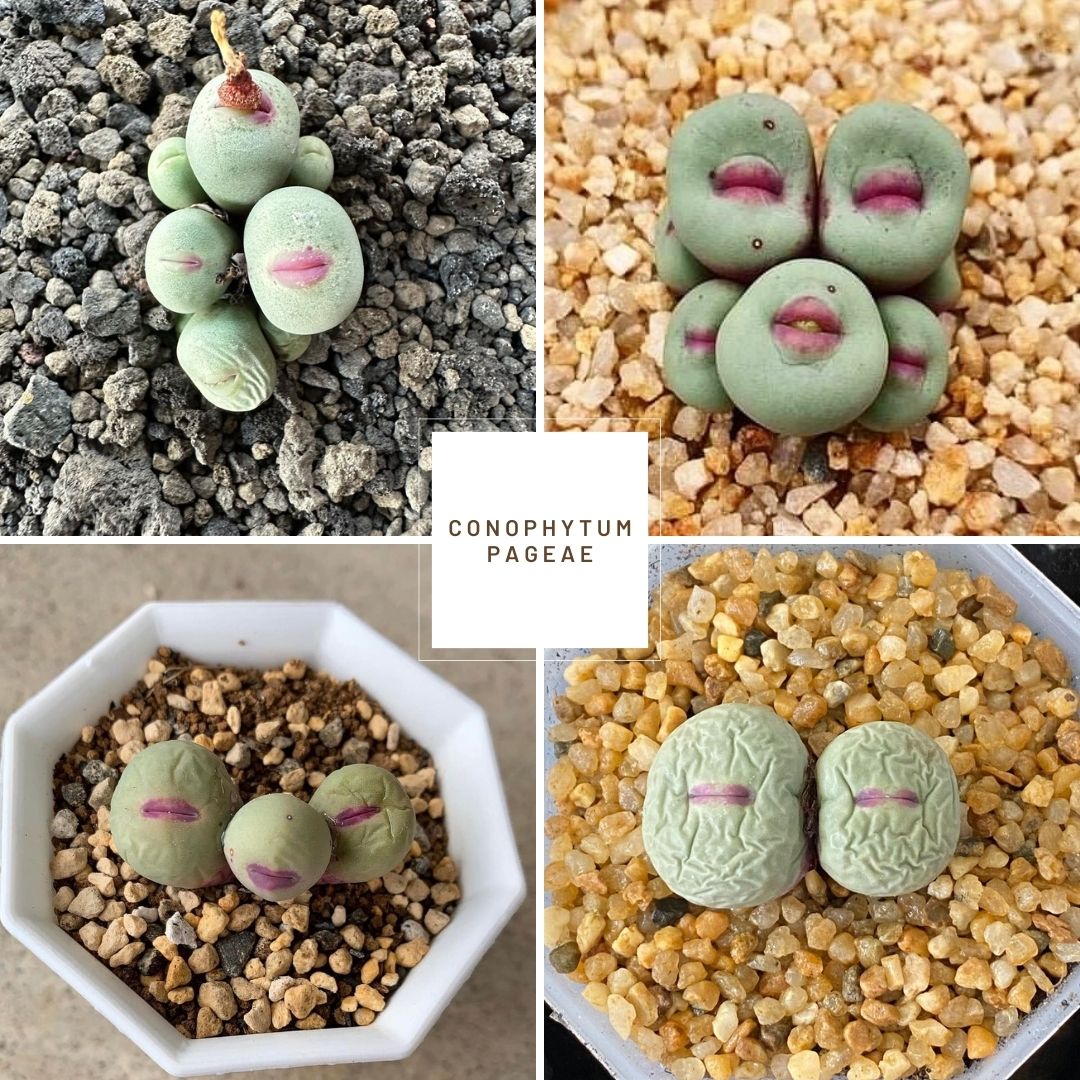 Conophytum pageae