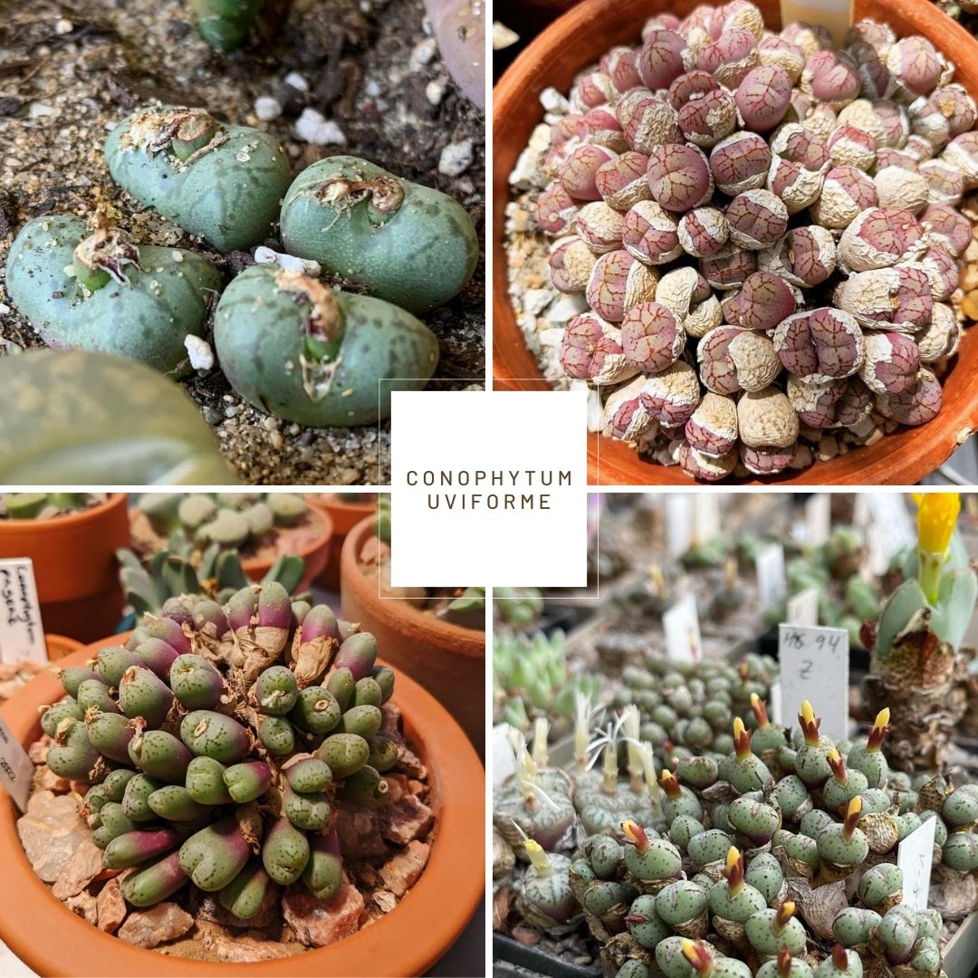 Conophytum uviforme