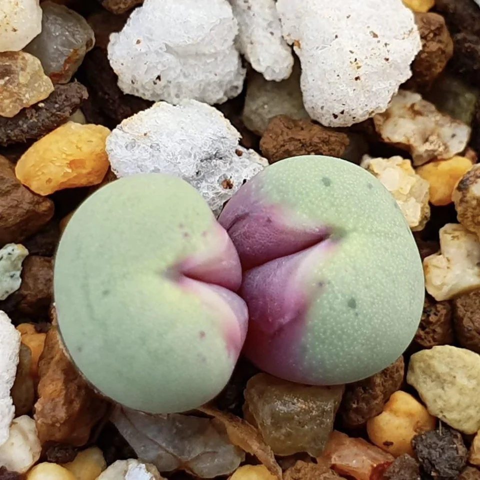 Conophytum pageae look like kissing each other