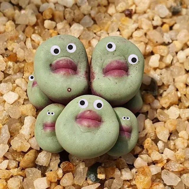 Conophytum pageae with googly eyes