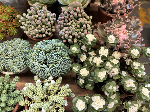 Succulents at Dounan Flower Market 11