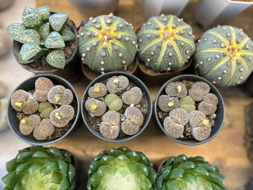 Succulents at Dounan Flower Market 12