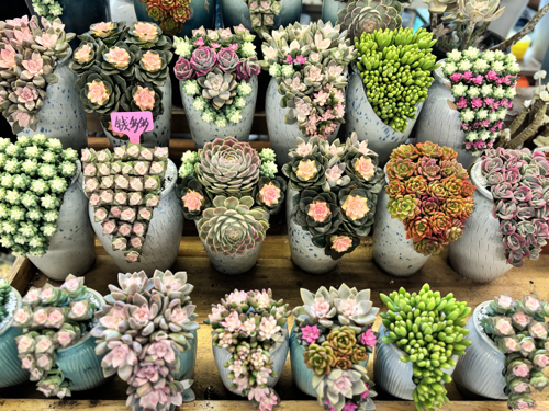 Succulents at Dounan Flower Market 15