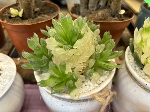 Succulents at Dounan Flower Market 16