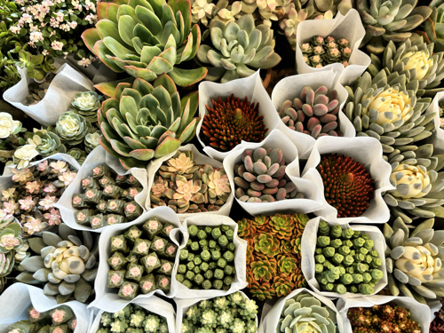 Succulents at Dounan Flower Market 17