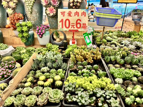 Succulents at Dounan Flower Market 3