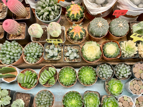 Succulents at Dounan Flower Market 5