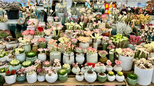 Succulents at Dounan Flower Market 6