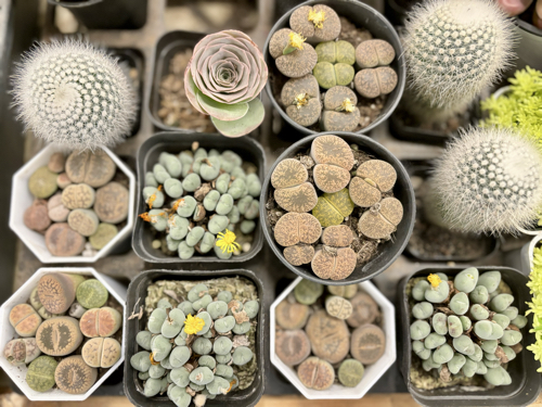 Succulents at Dounan Flower Market 7