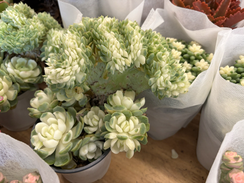 Succulents at Dounan Flower Market 9