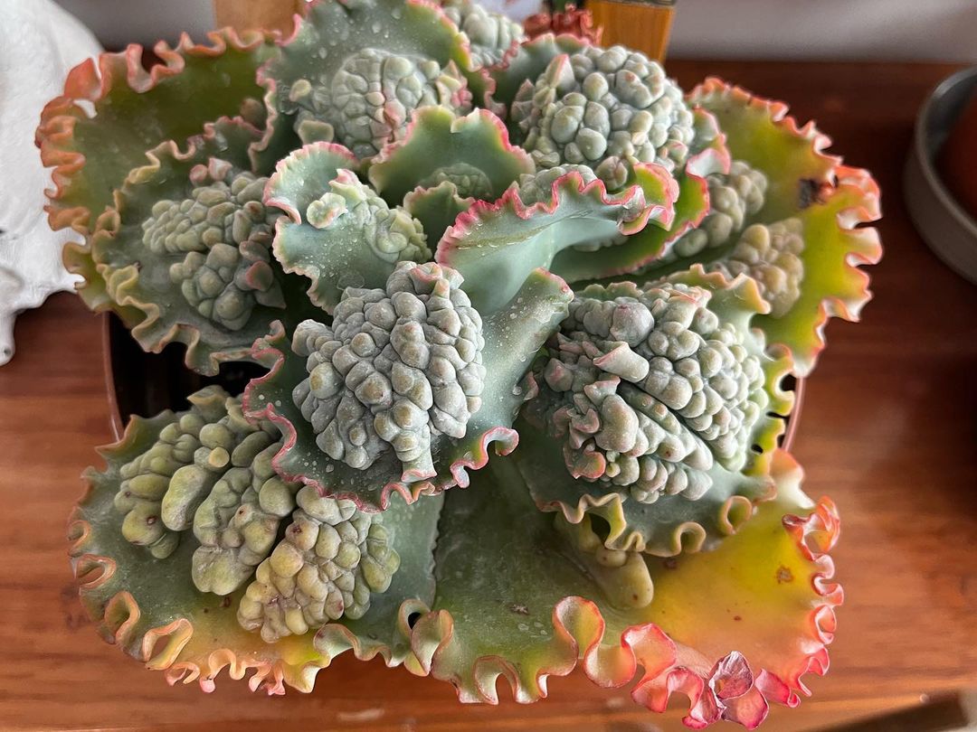 Echeveria "Sea Dragon" with blue green leaves