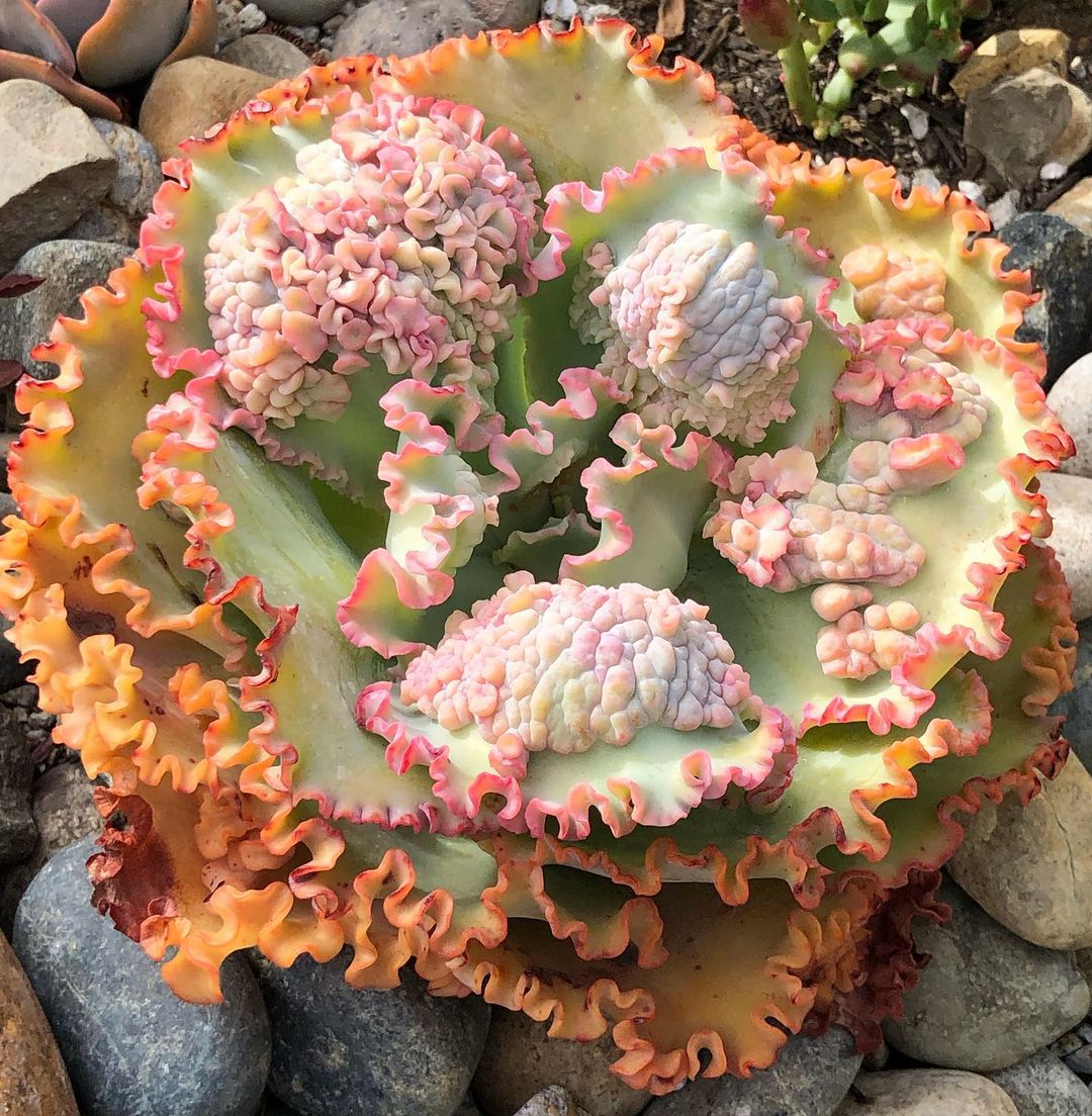 Echeveria "Sea Dragon" with huge caruncles on the leaves