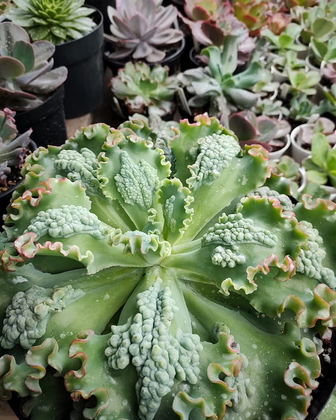 Green leaves of Echeveria "Sea Dragon"