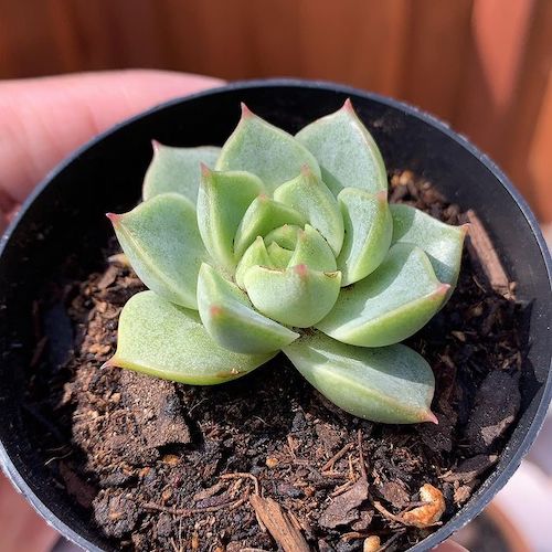 Echeveria offsets